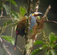 Image of Plate-billed Mountain Toucan