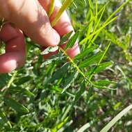 Imagem de Solanum pinnatisectum Dun.