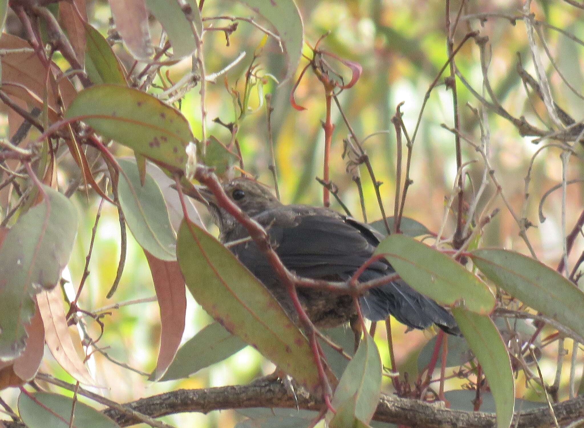 Turdus merula mauritanicus Hartert 1902 resmi