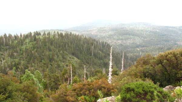 Sivun Patagoniansypressit kuva