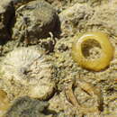 Sivun Siphonaria diemenensis Quoy & Gaimard 1833 kuva