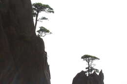 Image of Huangshan Pine