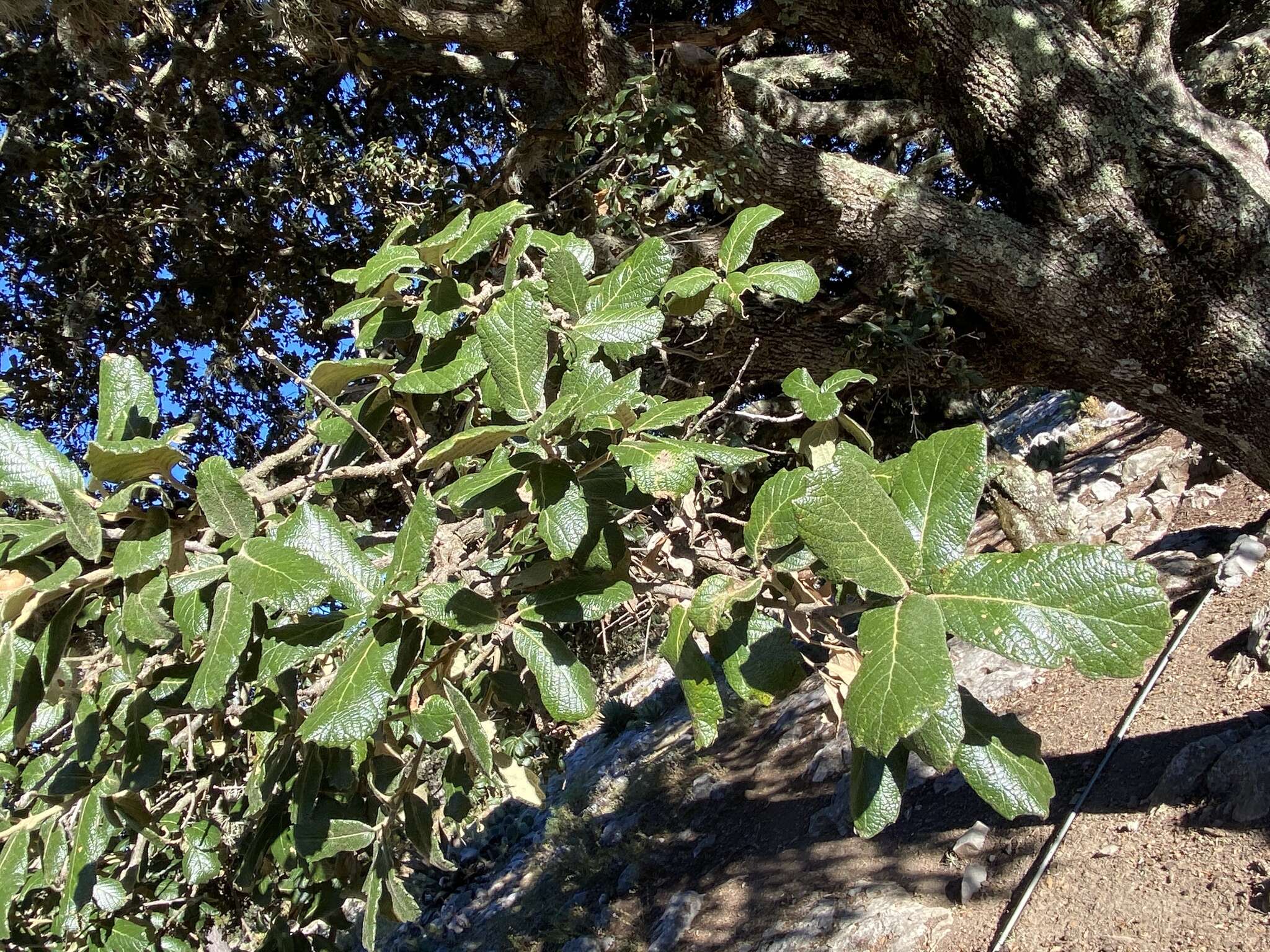 Image of netleaf oak