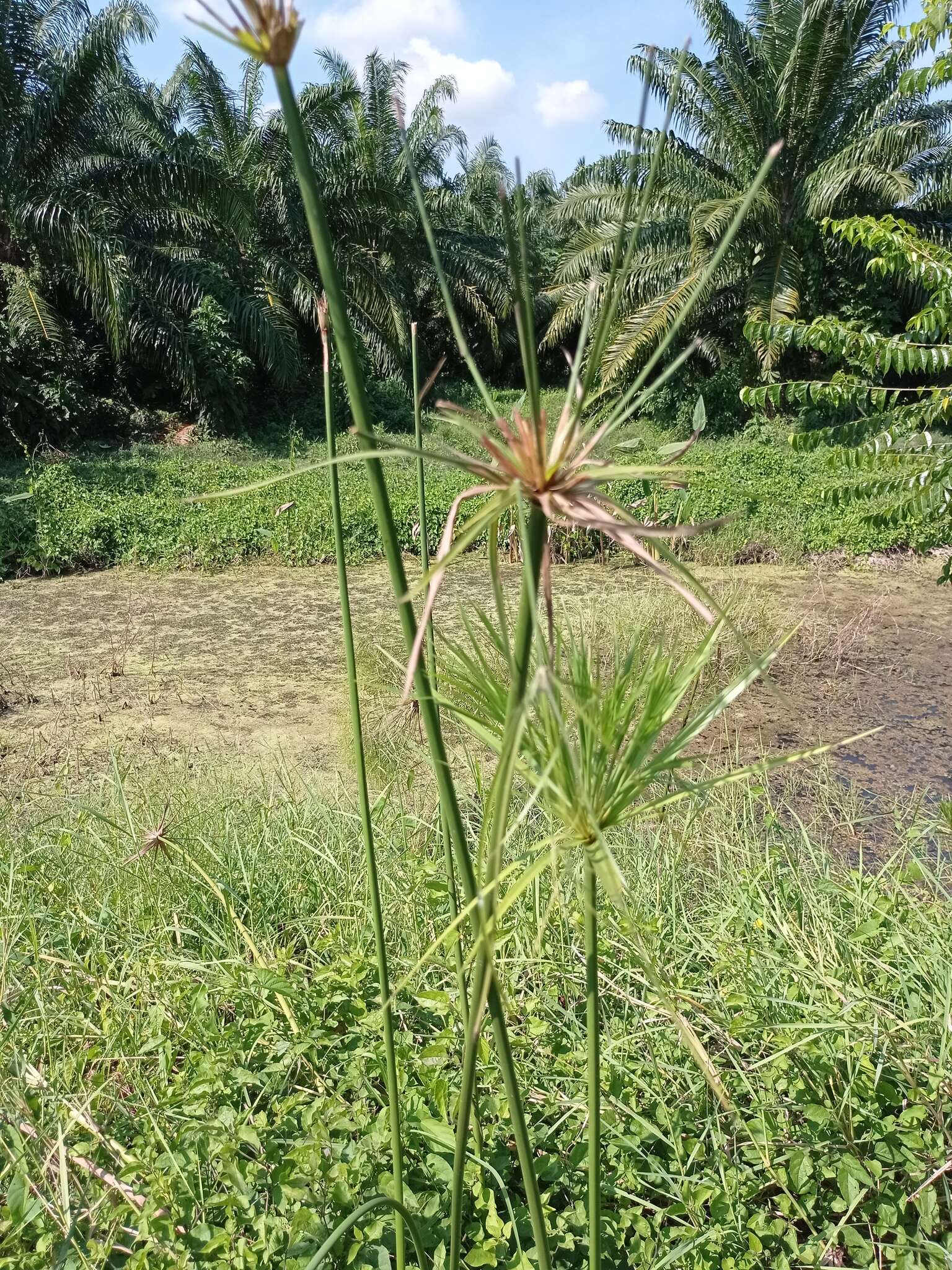 Cyperus giganteus Vahl的圖片