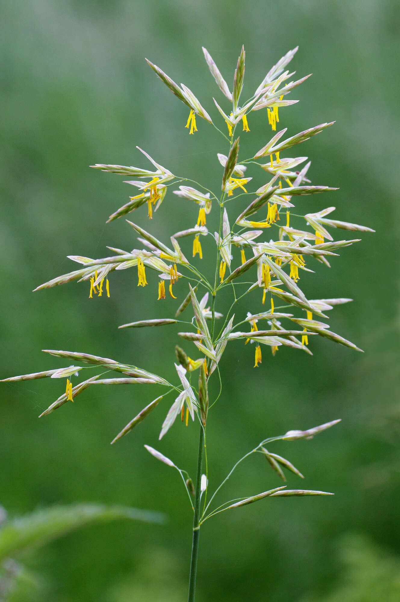 Imagem de Bromus inermis Leyss.