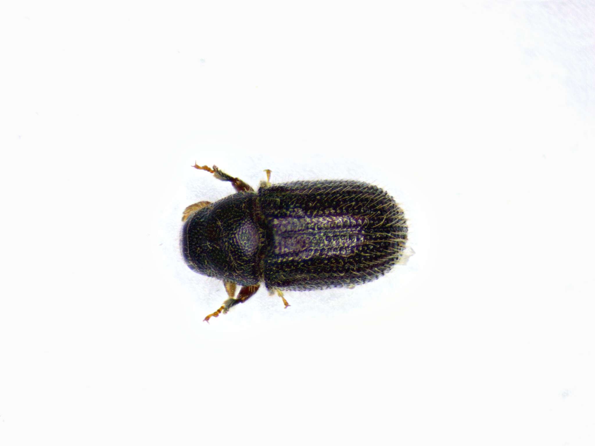 Image of Phloeotribus liminaris Wood & Bright 1992