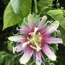 Image of Passiflora serratifolia L.