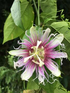 Image of Passiflora serratifolia L.