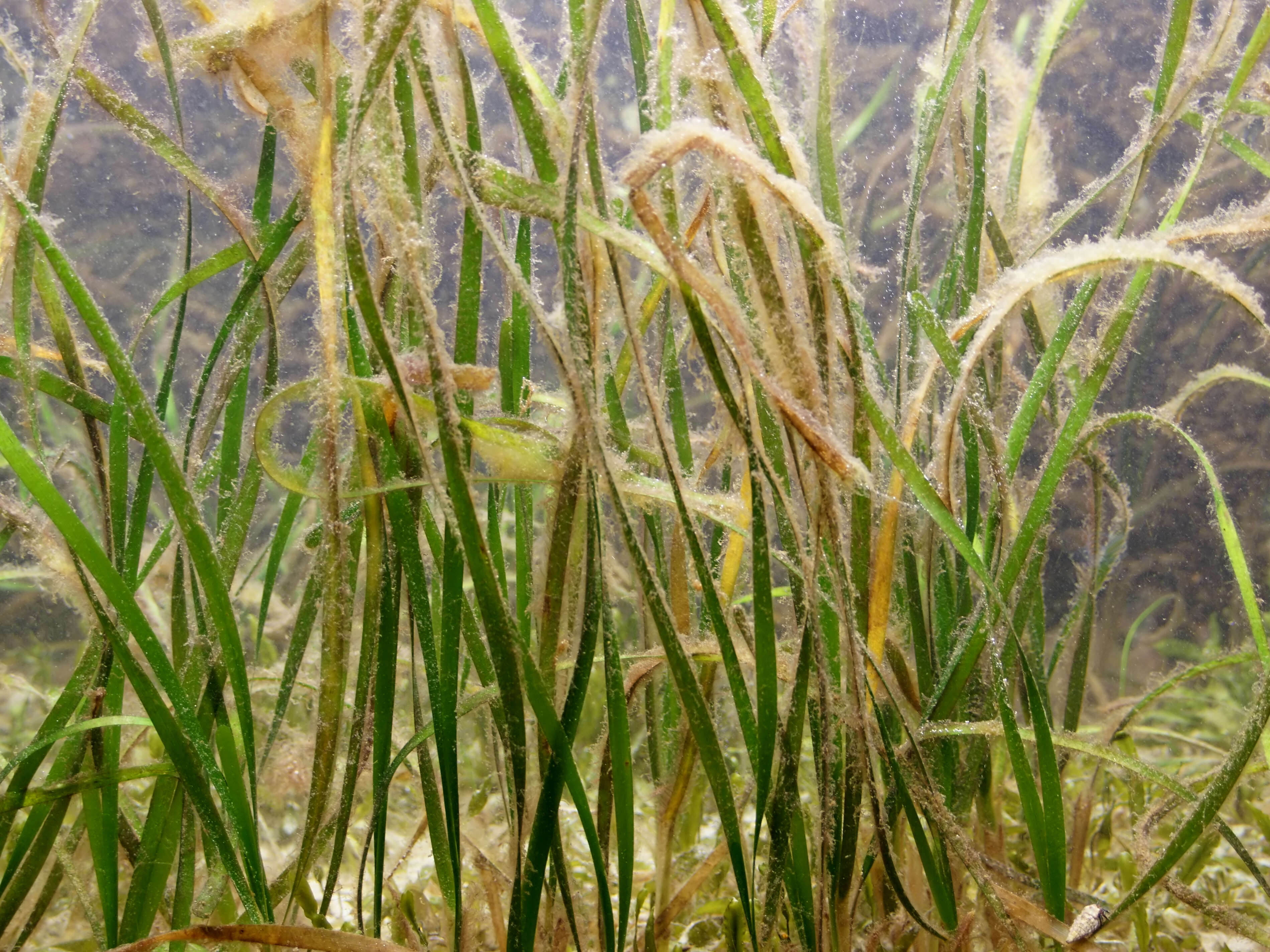 Image of Shoalgrass