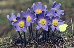 Image of Eastern Pasque Flower