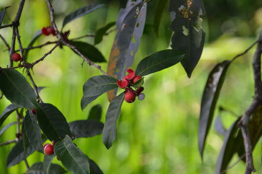 Image of green caskfruit