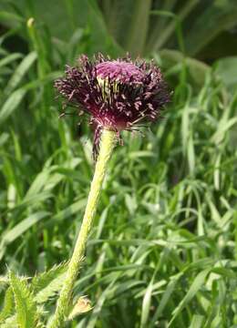 Image of Oriental poppy