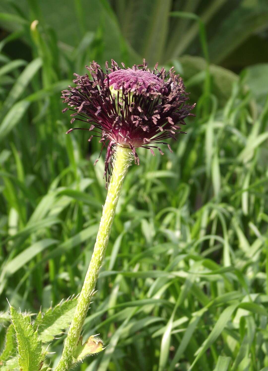 Image of Oriental poppy