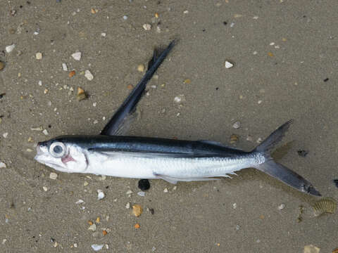 Image of Atlantic Flyingfish