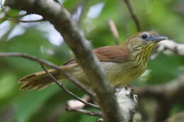 Image of Pin-striped Tit-Babbler