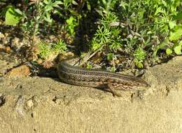 Image of Cape Skink