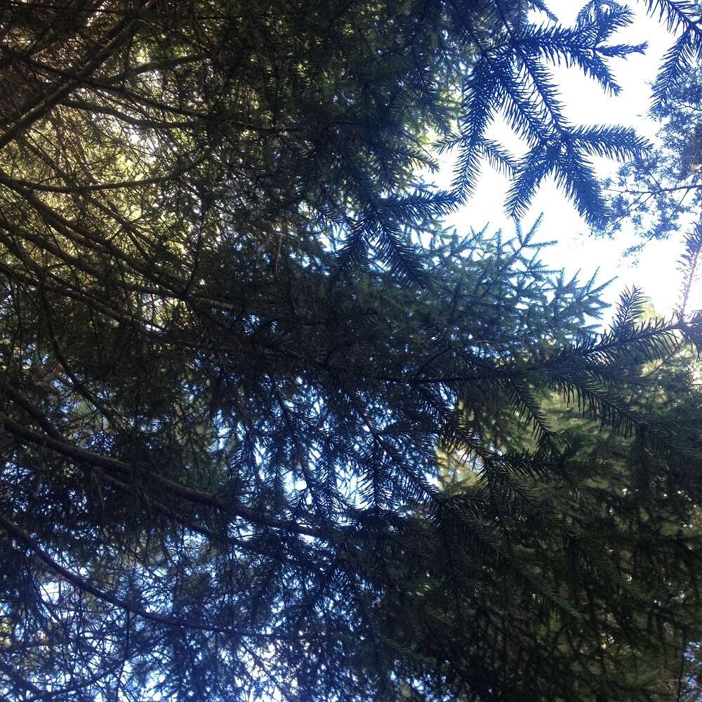 Image of Oyamel Fir