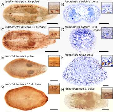 Image de Xenacoelomorpha