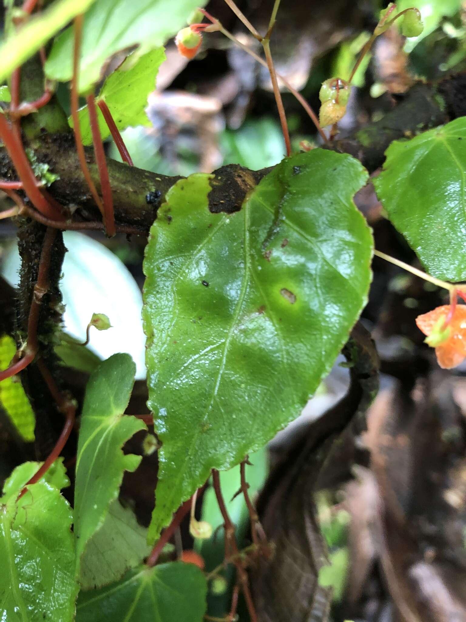 Image of Begonia secunda L. B. Sm. & Wassh.