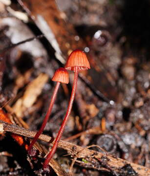 Image de Mycena toyerlaricola Grgur. 2003