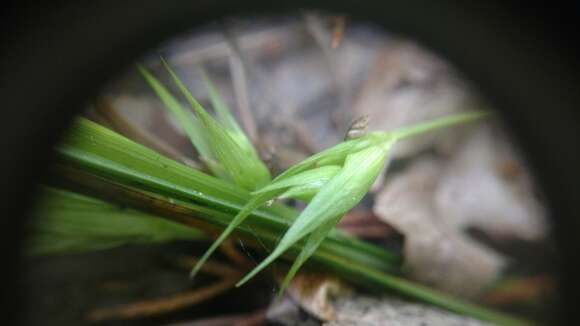 Carex backii Boott resmi