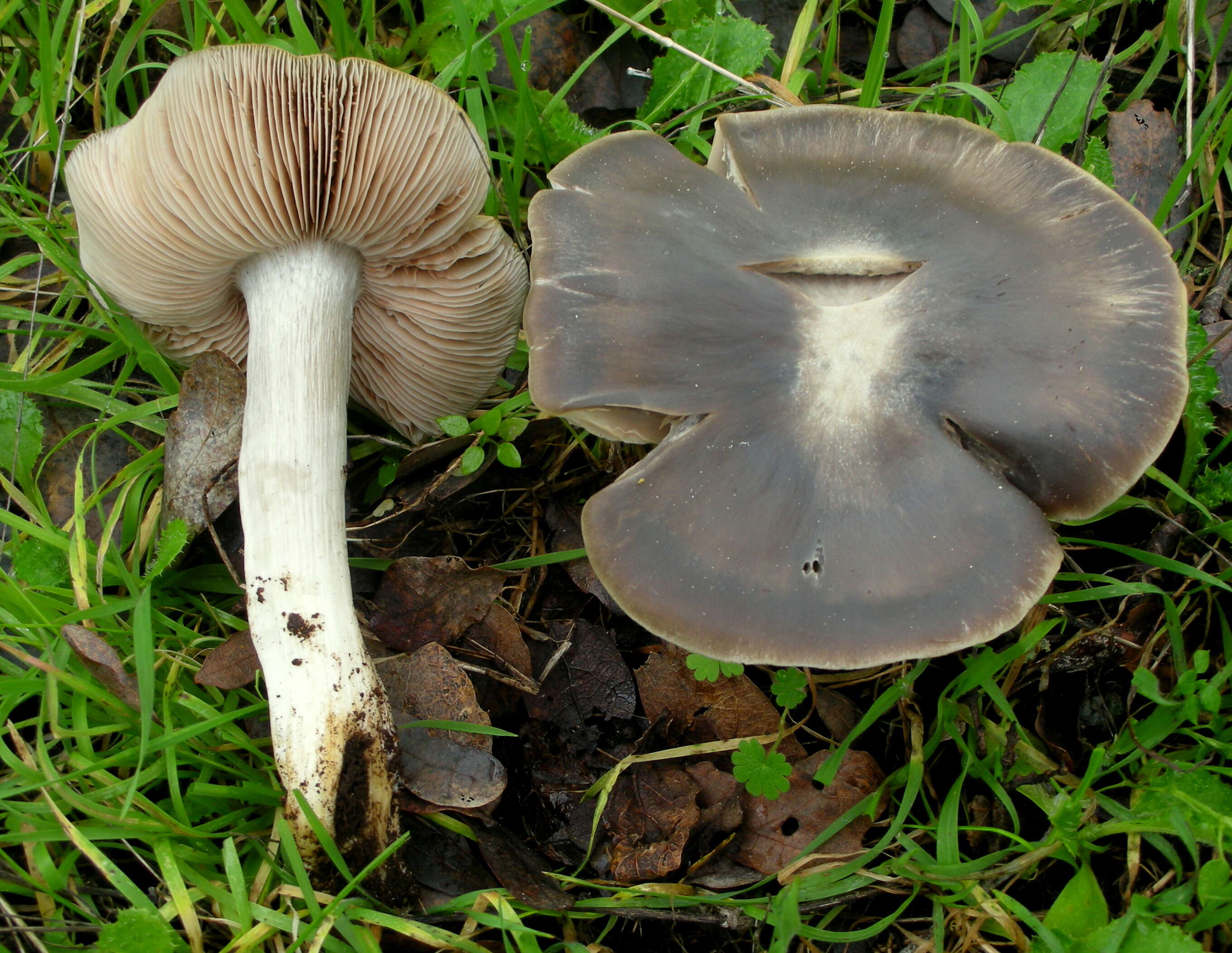 Image of Entoloma rhodopolium (Fr.) P. Kumm. 1871