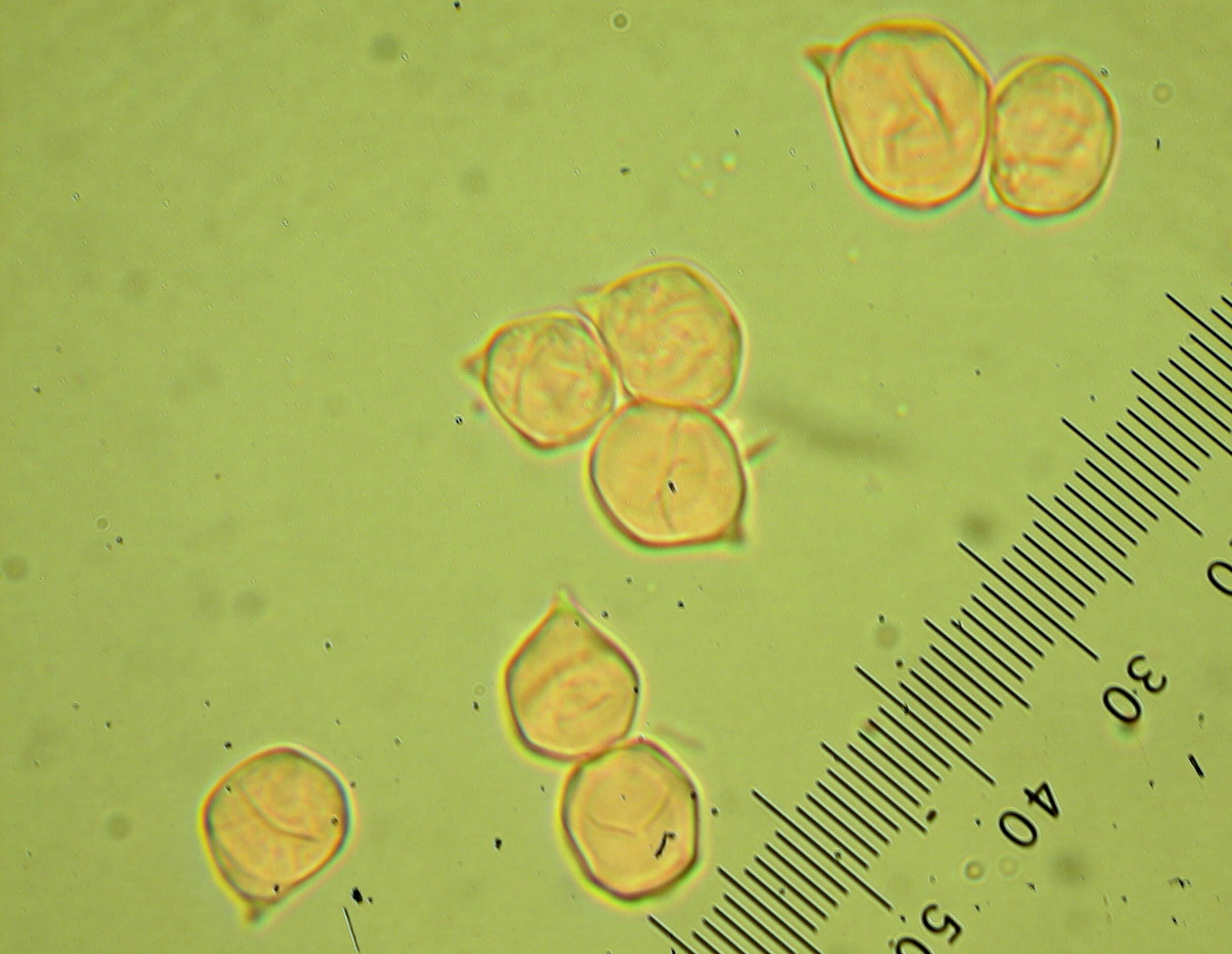 Image of Entoloma rhodopolium (Fr.) P. Kumm. 1871