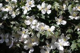 Image of Himalayan Clematis