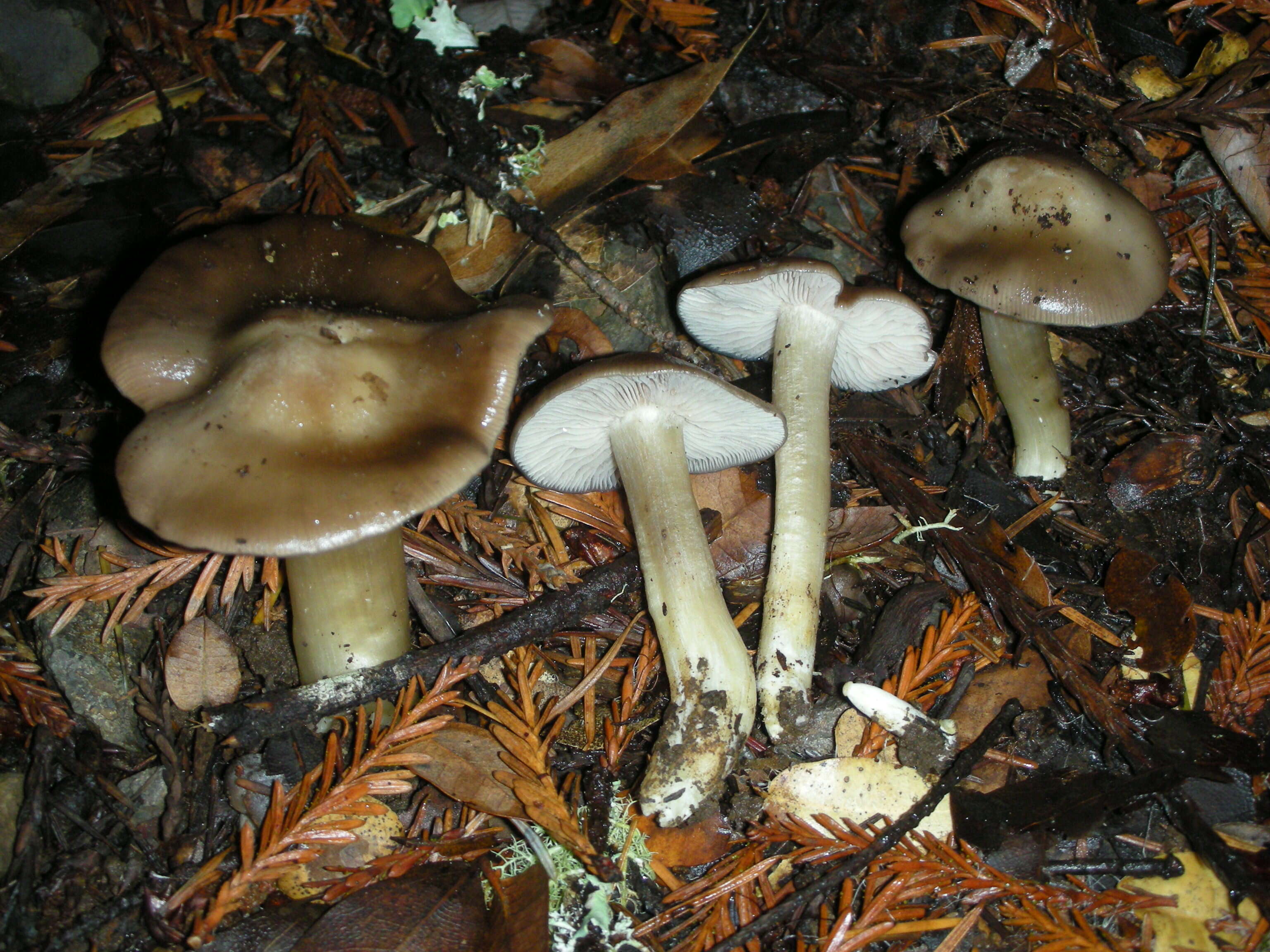 Image of Entoloma rhodopolium (Fr.) P. Kumm. 1871