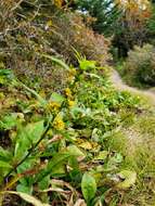 Solidago glomerata Michx. resmi