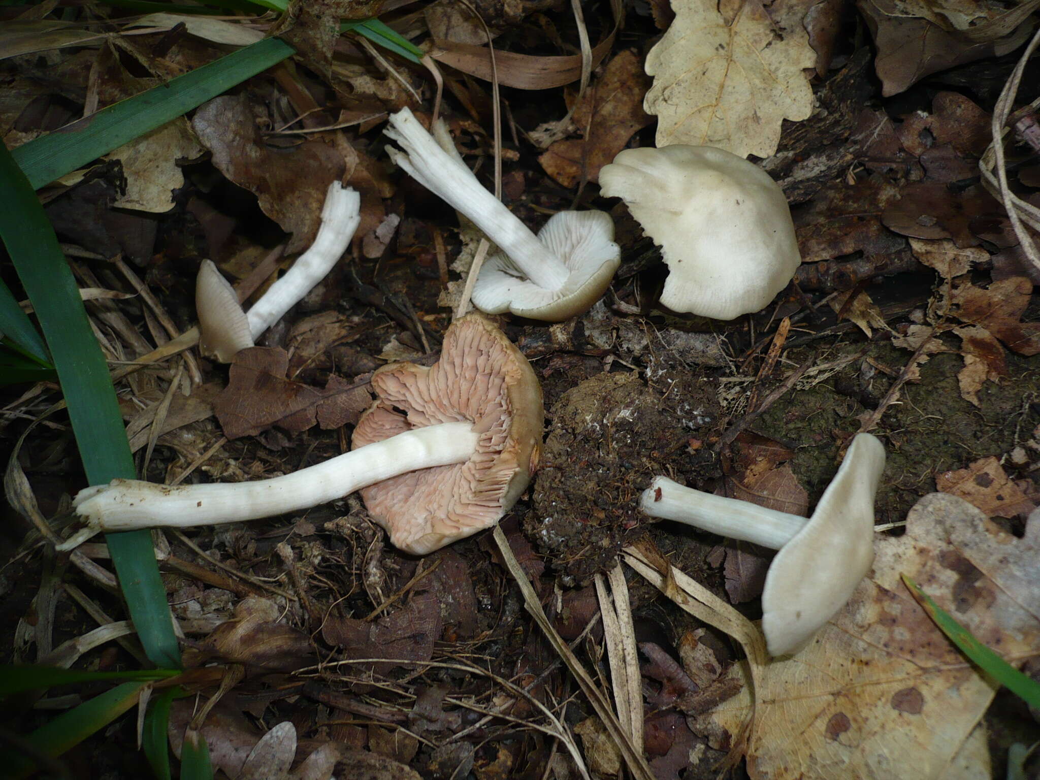 Image of Entoloma rhodopolium (Fr.) P. Kumm. 1871