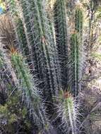 Corryocactus melanotrichus Britton & Rose resmi