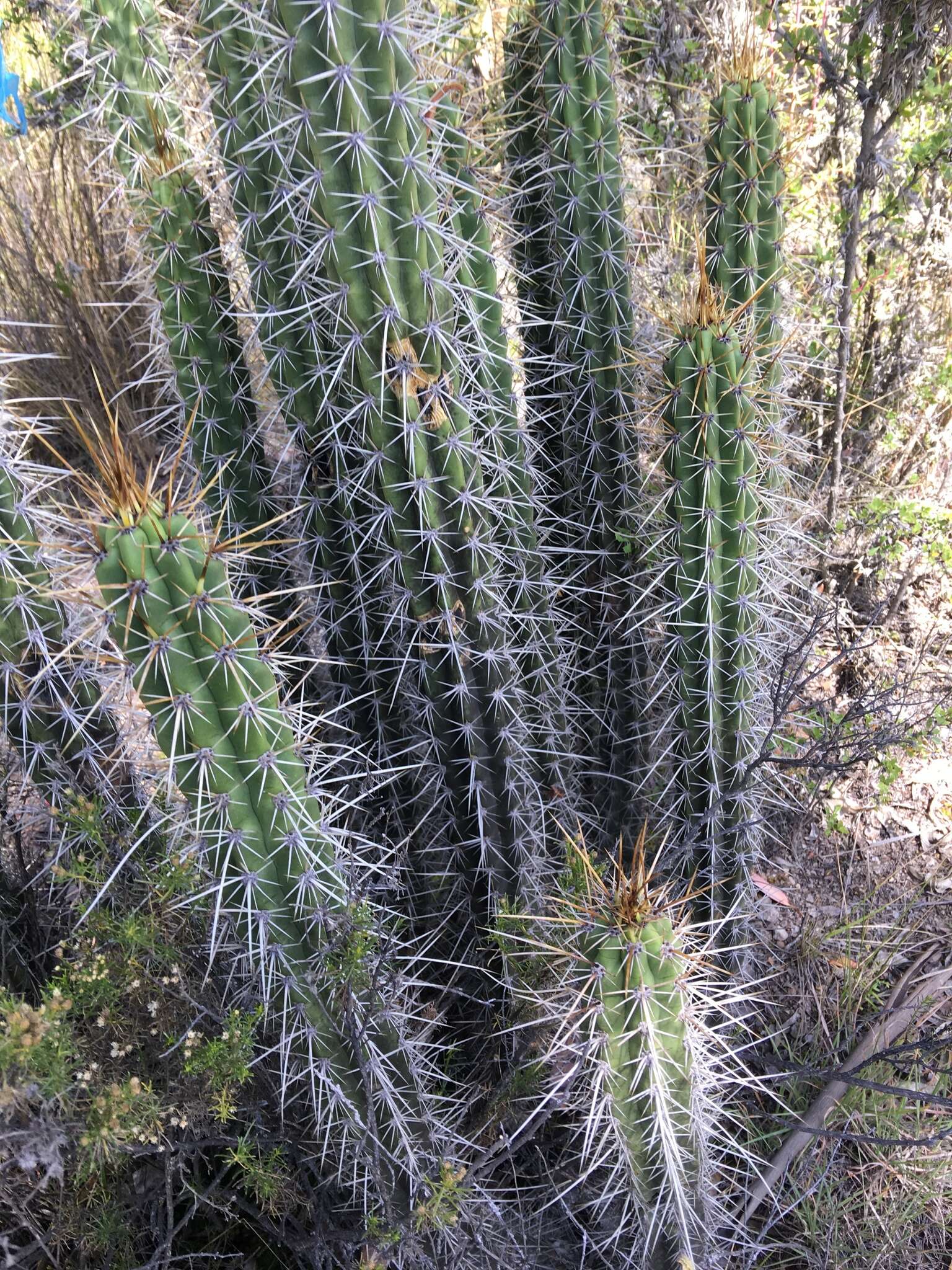 Corryocactus melanotrichus Britton & Rose resmi