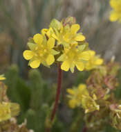 Plancia ëd Ivesia lycopodioides Gray