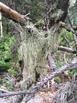 Image of witch's hair lichen