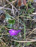 Imagem de Primula spectabilis Tratt.