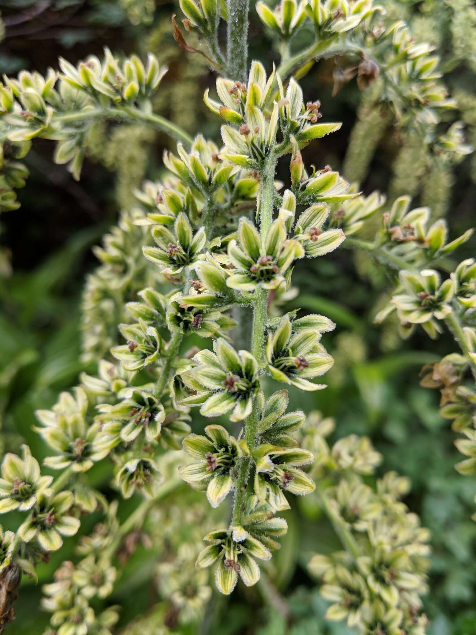 Image of Veratrum viride var. eschscholtzianum (Schult. & Schult. fil.) Breitung