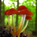 Imagem de Marasmius sullivantii