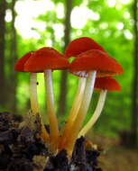 Imagem de Marasmius sullivantii