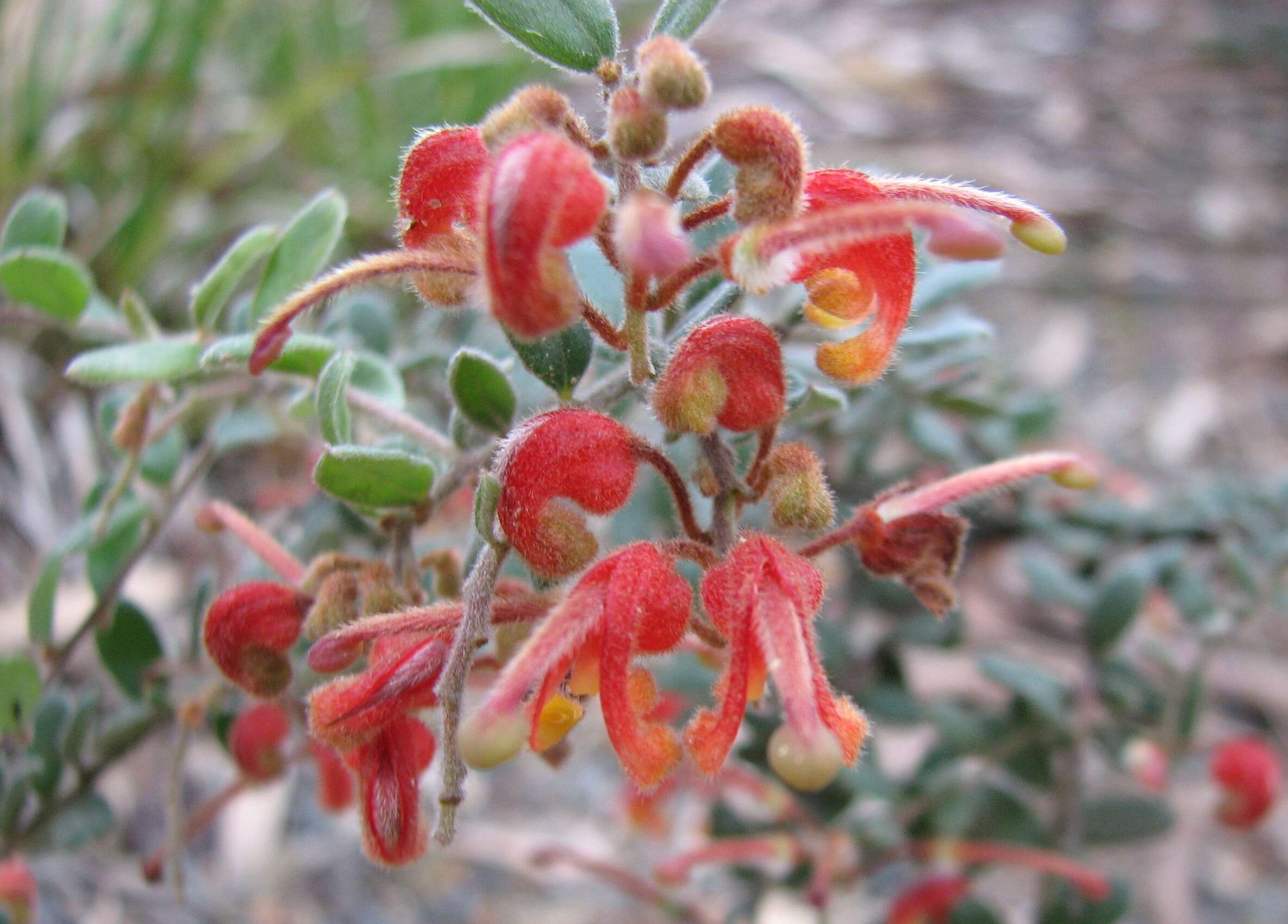 صورة Grevillea alpina Lindl.