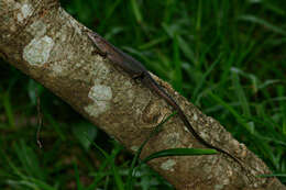 Image de Trachylepis boulengeri (Sternfeld 1911)