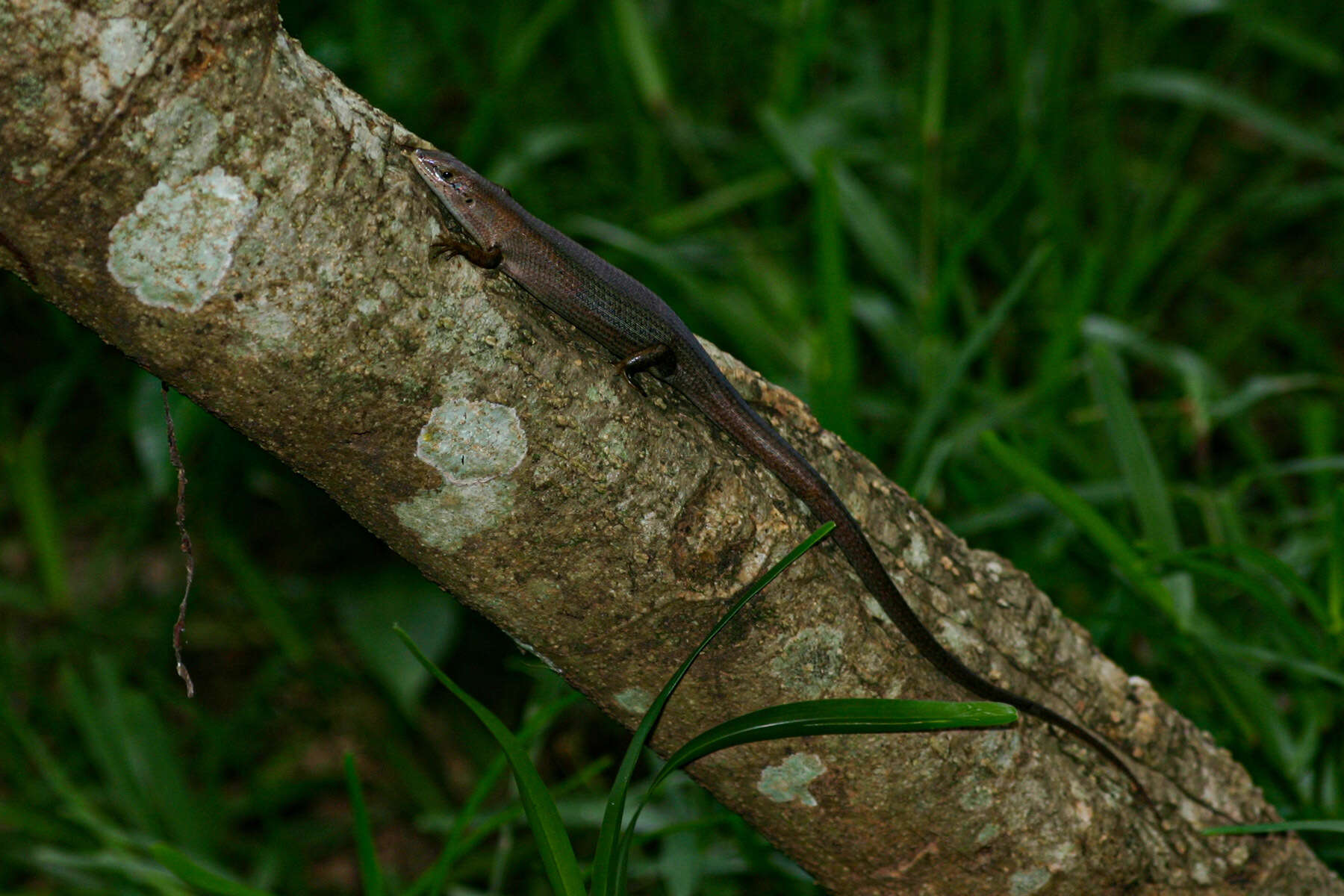 Image de Trachylepis boulengeri (Sternfeld 1911)