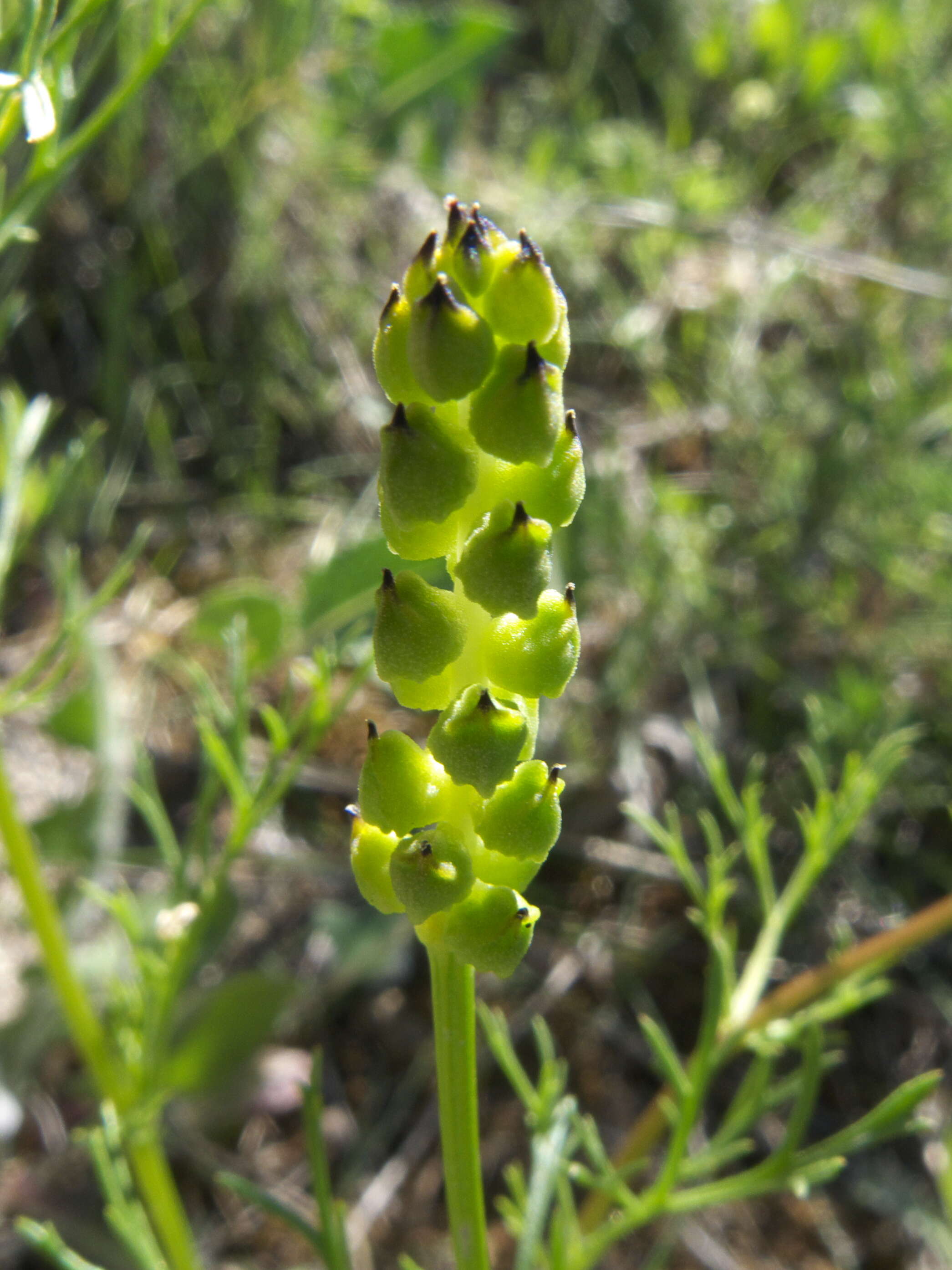 Image of flame adonis