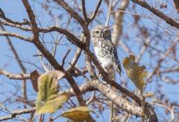 Image of Forest Owlet