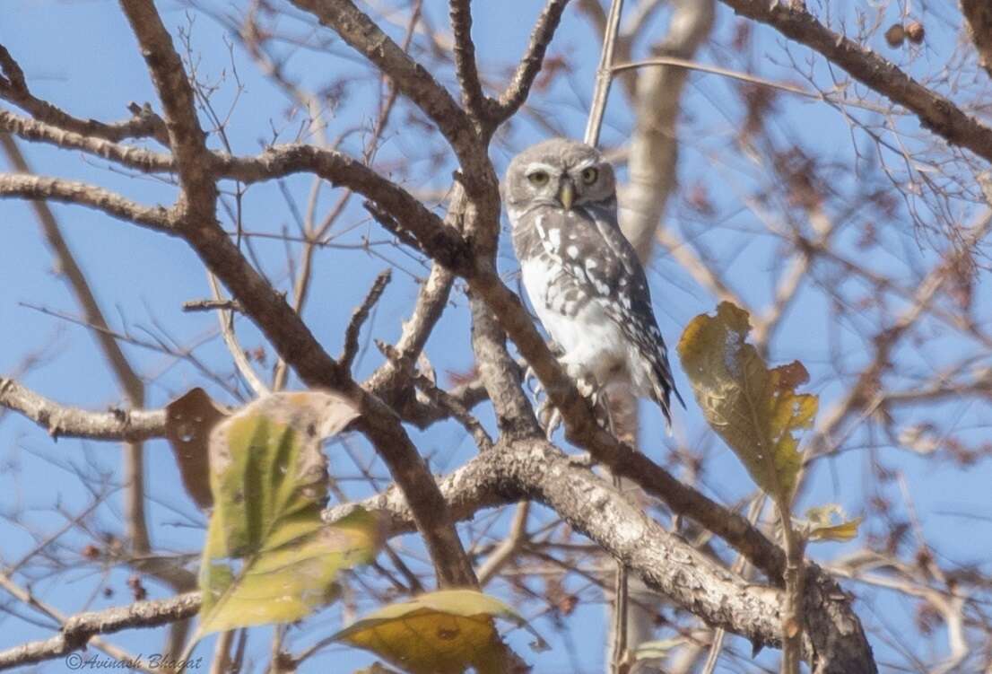 Image of Forest Owlet