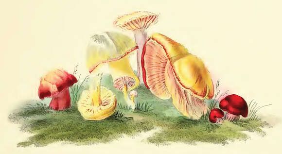 Image de Hygrocybe coccinea (Schaeff.) P. Kumm. 1871