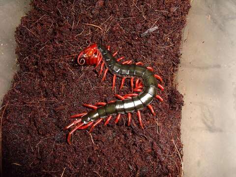 Image of Scolopendra subspinipes mutilans