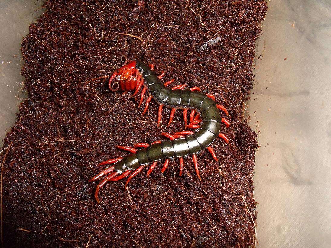 Image of Scolopendra subspinipes mutilans