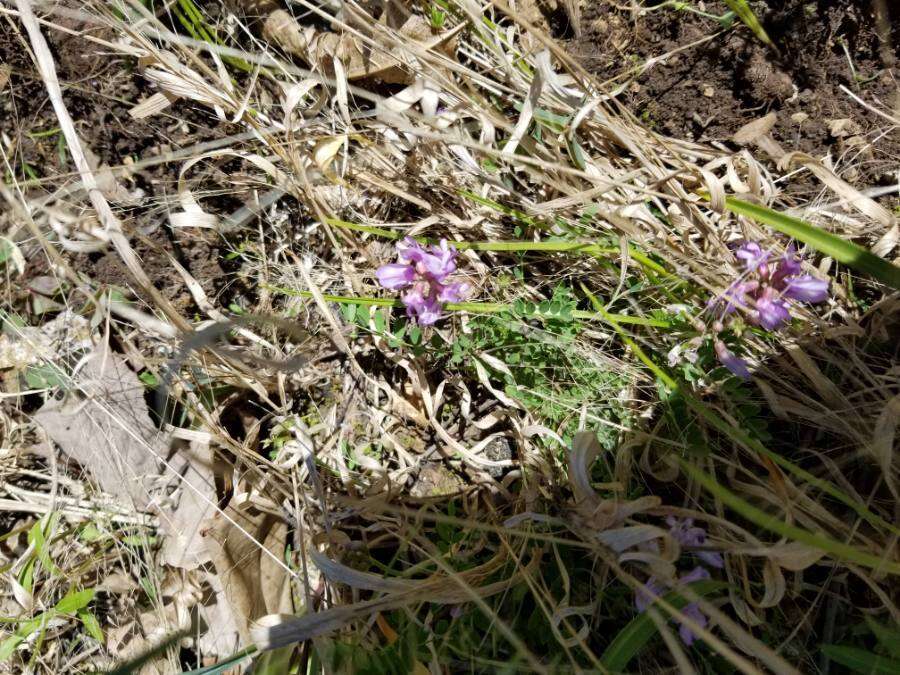 Image of Englemann's milkvetch