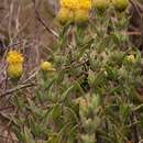 Image of Pteronia oppositifolia L.